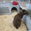 Gabbia per conigli e cavie - 120 cm - Zolia Mamba