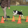 Set di ostacoli Dog Activity