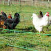 Zolia Geflügelnetz für Hühner, nicht elektrifizierbar, 25 oder 50 Meter