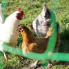 Rede para galinhas não eletrificada Zolia, 12, 25 ou 50 metros Alt115cm