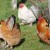 Rede para galinhas não eletrificada Zolia, 12, 25 ou 50 metros Alt115cm