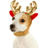 Déguisement pour chien Chapeau de Noël 