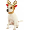 Kerstoutfit: rendiertoortjes voor honden 