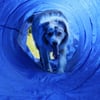 Zolia Agility Tunnel für Hunde - 5 Meter