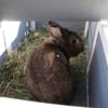 Conigliera per conigli con tetto apribile - 70 cm - Zolia Malina