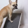 Houten loopplank voor honden Zolia Orthopedic - Perfect voor binnenshuis