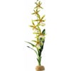 Orchidee voor terrarium Exo-Terra