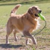 Juguete para perro KONG Air Fetch Stick con cuerda