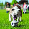 Juguete para perro KONG Pelotas de deporte