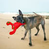 Giocattolo per cane KONG Belly Flops™ Lobster/Aragosta