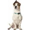 Safe Halsband für Hunde BOBBY - Verschiedene Farben