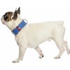 Collar y correa para perro de cuero Gustave azul real especial bulldog