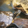 JBL Turtle Sun Aqua Vitaminas para tortugas acuáticas