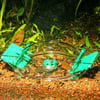 JBL LimCollect armadilha de caracóis para aquários de água doce