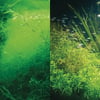 JBL PhosEx Rapid tegen fosfaat in aquarium