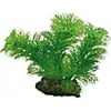 Plant EGERIA 13cm