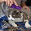 KONG Cat ZoomGroom Cepillo de goma para gatos