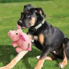 KONG Brinquedo para cachorros Phatz Pig - Dois tamanhos disponiveis