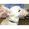 Kerbl oorstokjes in bamboe voor honden KERBL