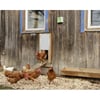 Kerbl-Automatisierung für automatische Hühnerstalltür