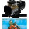 Dispensador de comida para tortugas - Turtlematic