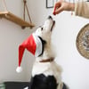 Galletas de Navidad para perros DAILYS