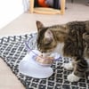 Orthopädischer erhöhter Napf für Katzen Zolia Hello