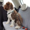 Cinturón de seguridad para perros Zolia SafyDog