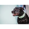 Collar WEEKEND WARRIOR acolchado reflectante para perros Hurtta 3 coloris