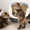 Gesloten kattenbak met filter Zolia Fuji