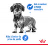 Royal Canin Light mousse pour chien