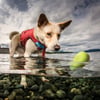 Jouet flottant 'SKIPPING TONES' pour chien