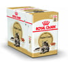 ROYAL CANIN Mousse per Maine Coon adulto