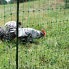 Rete / recinzione per pollame non elettrificabile doppie punte