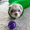 Túnel em plástico para animais roedores Zolia Slinky - Vários tamanhos