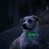 Tractive GPS DOG 4 - Coleira GPS para cão com monitorização da actividade