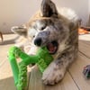 Brinquedo interactivo para cães - Bola com pega Zolia Strong
