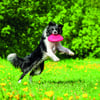 Frisbee für Hunde Zolia