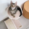 Rascador para gatos con plataforma - 45 cm - Zolia Jimi