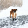 Botas protectoras para perros Walker Active