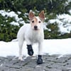 Scarpe protettive per cani Walker Active