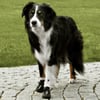 Scarpe protettive per cani Walker Active