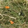 Foin de montagne aux fleurs de pissenlit - 500g