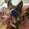 Corda brinquedo para cães grandes Zolia Giant