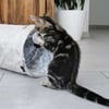 faltbarer Spieletunnel für Katzen Zolia Sancho