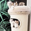 Torre rascador para gatos - 84 cm - Zolia Donut