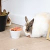 IAKO Chips para animais roedores - Vários sabores