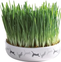 Vaso in ceramica con erba gatta