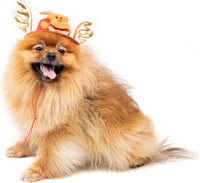 Chapéu de natal para cão Santa Claus Zolia