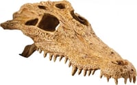 Decoración cráneo de cocodrilo Exo Terra